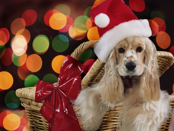 cocker xmas