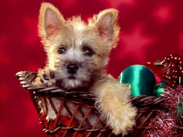 Christmas doggie
