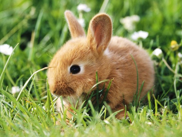 Dwarf Rabbit