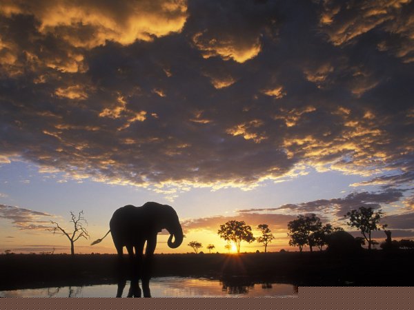 Elephant Sunset