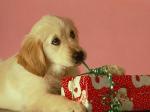 golden xmas