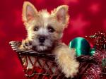 Christmas doggie