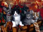 Christmas cats