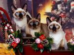 three cats xmas