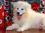 white xmas doggie