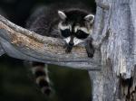 Baby Raccoon