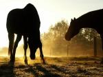 Backlit Horses
