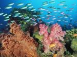 Coral Fishes