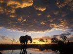 Elephant Sunset