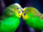 budgies