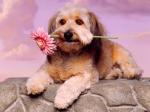 doggieflower