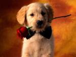 doggierose