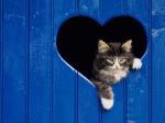 heartcat