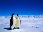 lovepenguins